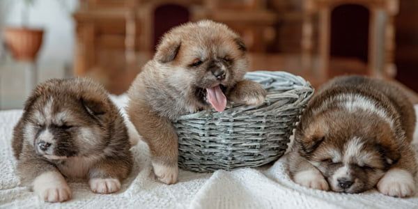 Il parvovirus canino può essere curato?